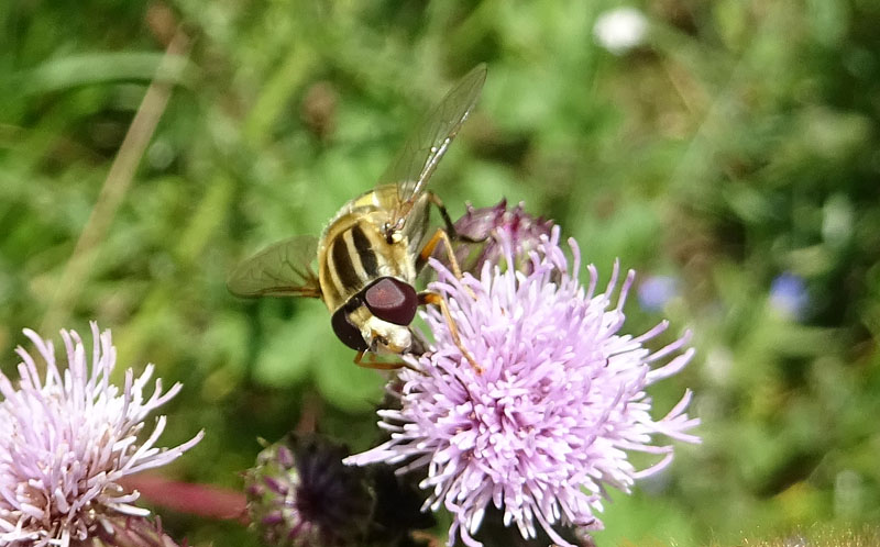 maschio di Helophilus trivittatus